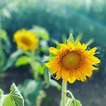 Marcione Garden & House Cinisi