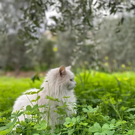Marcione Garden & House *